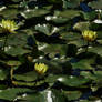 Yellow Water Lilies Of Kent Island