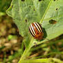 Colorado Potato Beetle 2018