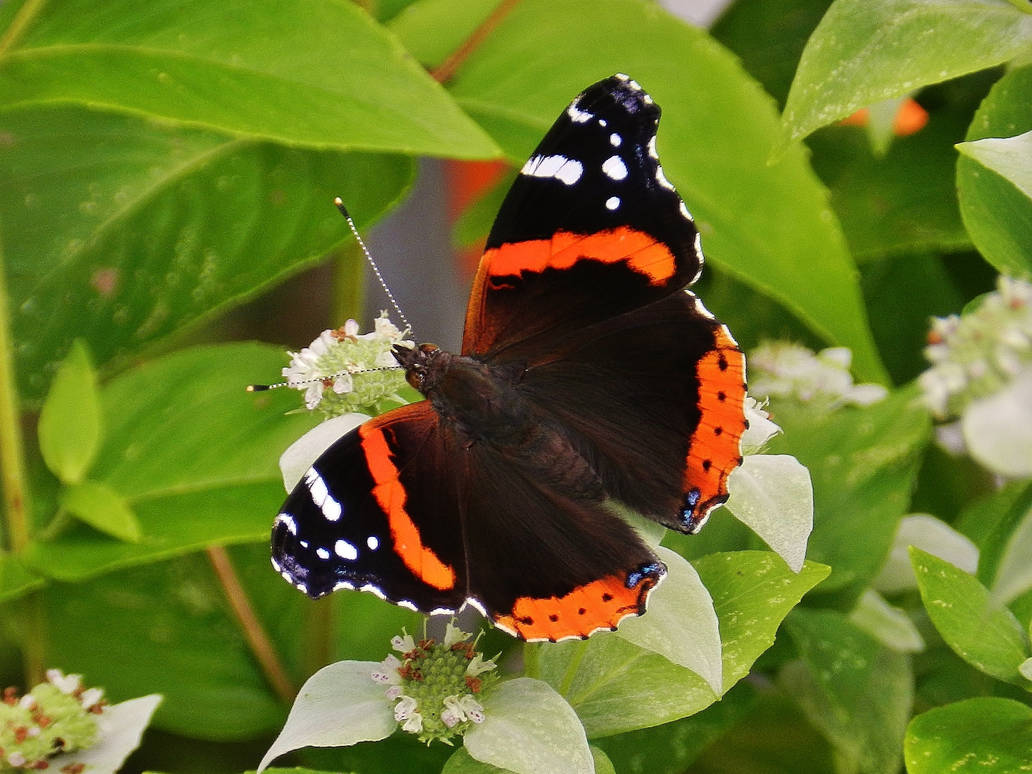 Бабочка адмирал в какой природной зоне. Red Admiral Butterfly. Фотографии на Nikon Coolpix p500. Бабочка Адмирал оранжевый снаружи. Бабочка Адмирал с поблёкшими крыльями.
