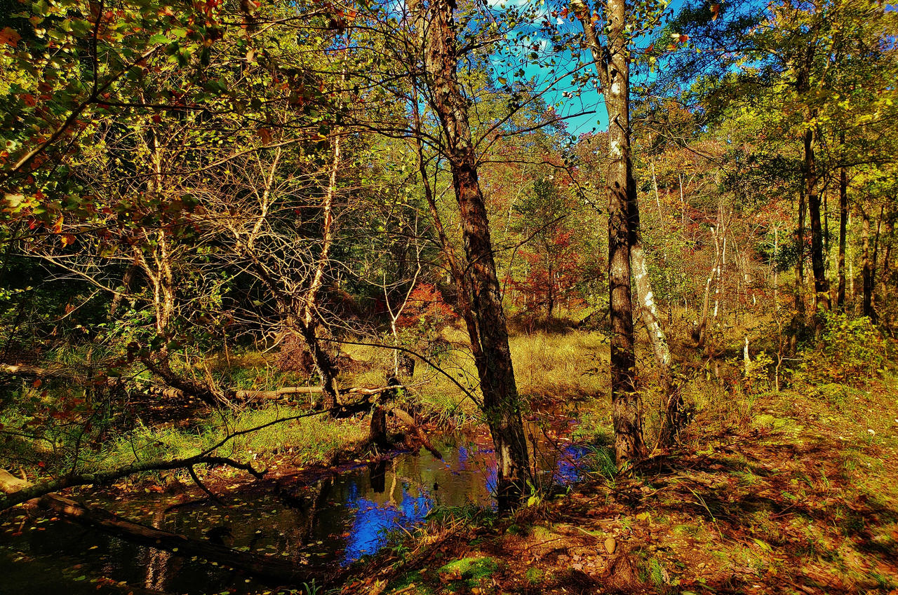 Duvall Bridge Road Forest Scene 2018