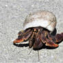 Caribbean Land Hermit Crab