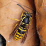 Eastern Yellow Jacket