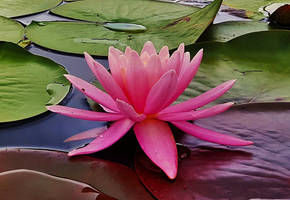 Pink Water Lily At Cash Lake