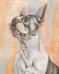 Boston Terrier