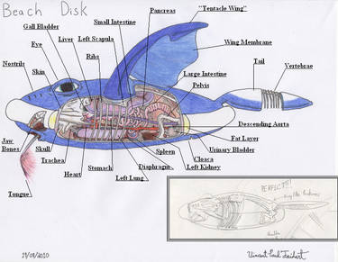 Beach Disk Anatomy