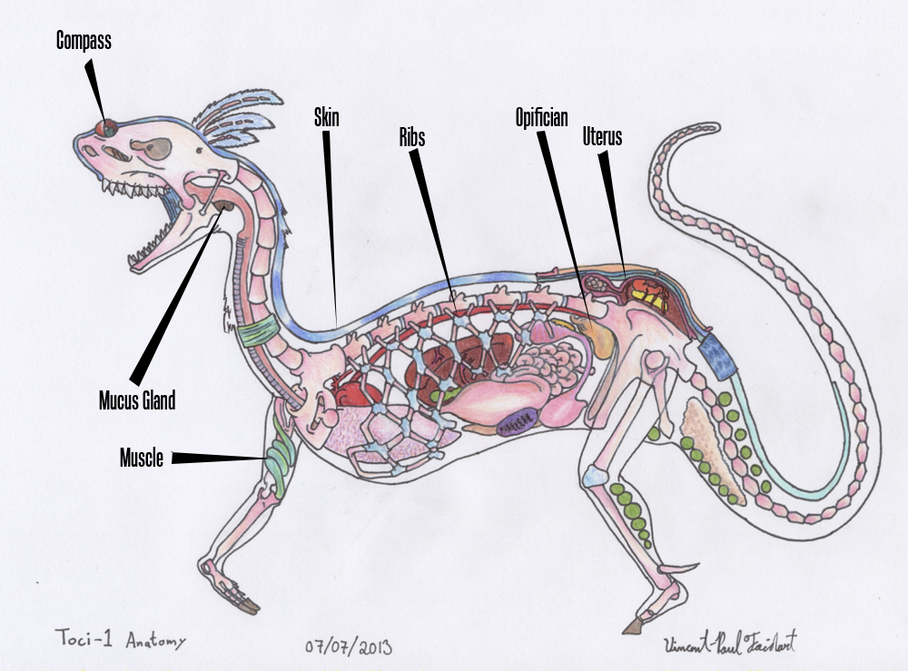 Toci1 - Anatomy by Tapejara