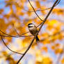 Black-Capped Chickadee