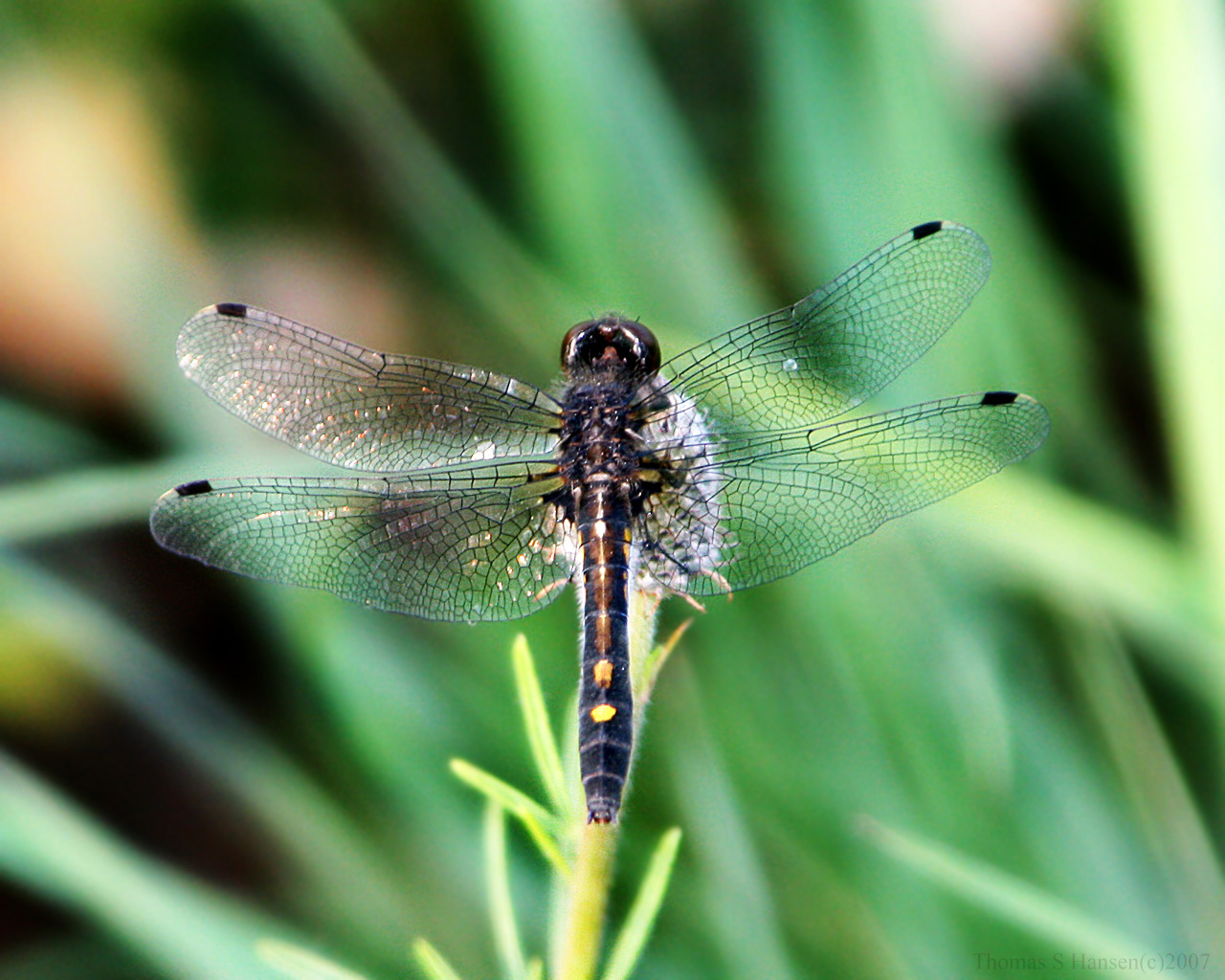 DragonFly Posing