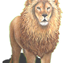 safari_lion