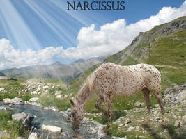 Narcissus' Distress
