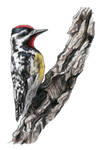 Yellow-Bellied Sapsucker by xfkirsten