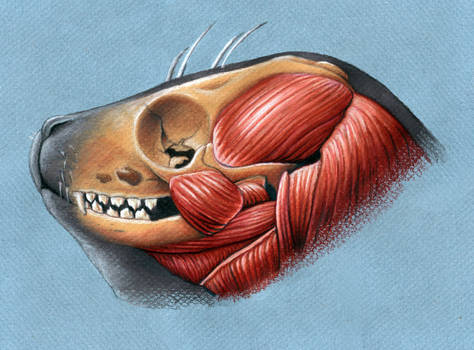 Harbor Seal Head Anatomy