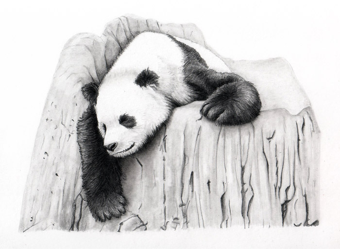 Sleeping Panda