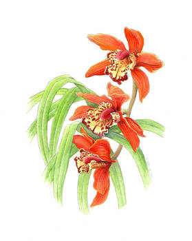 Cymbidium Orchid