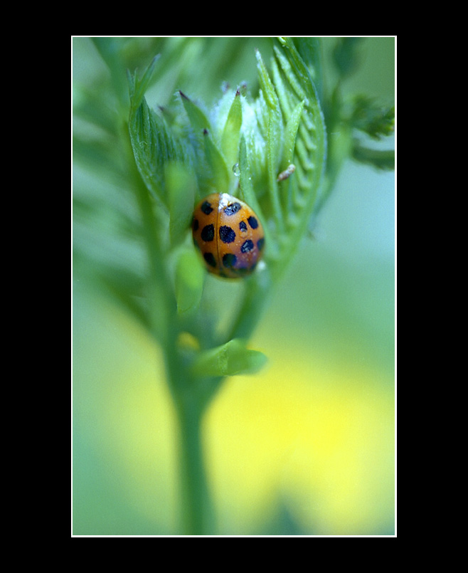 Lady bug 01