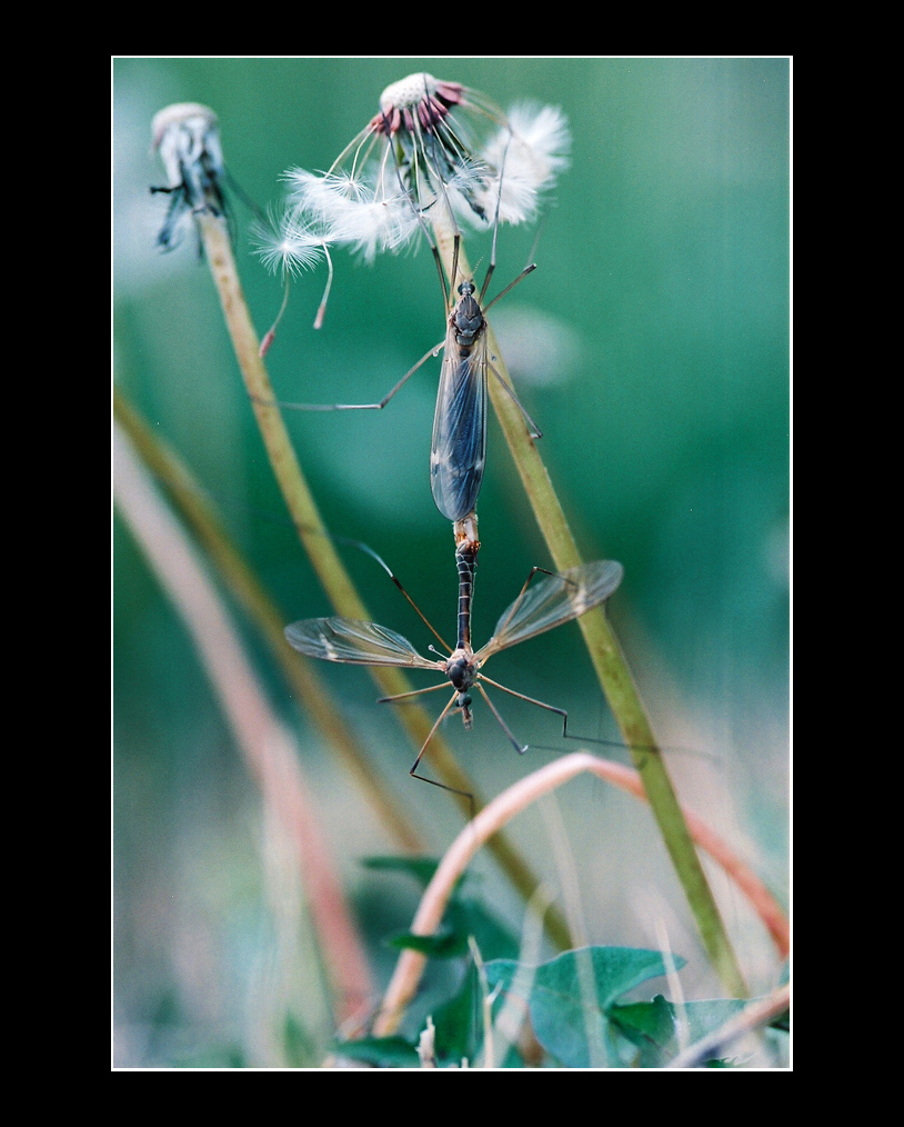 Crane flys mating