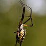 Yellow Garden Spider 5284