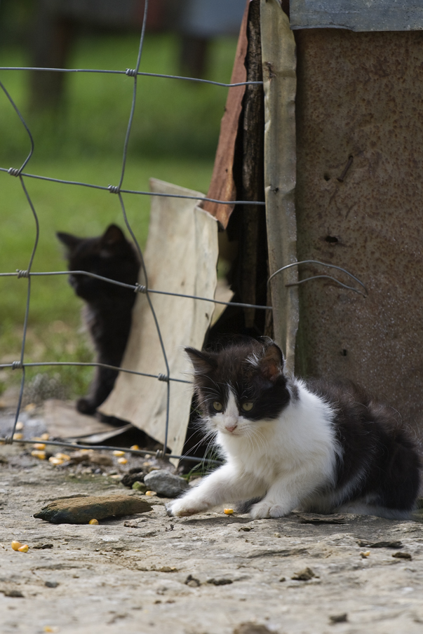 Kittens on Farm 5185