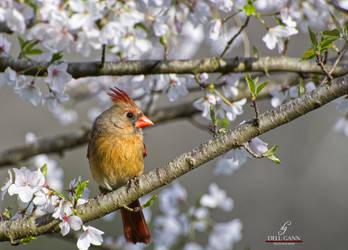 Female Cardinal 01