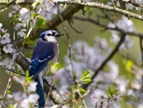 Blue Jay 01