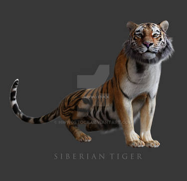 Tiger 3D by kendriv on DeviantArt