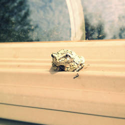 Tree Frog