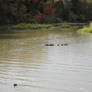 Turtles at White Rock Lake