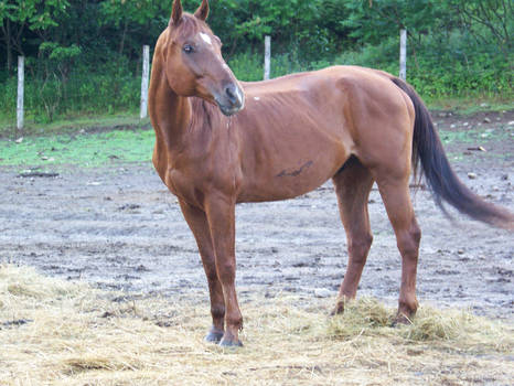 Chestnut Horse 2