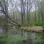 Forest Pond 1