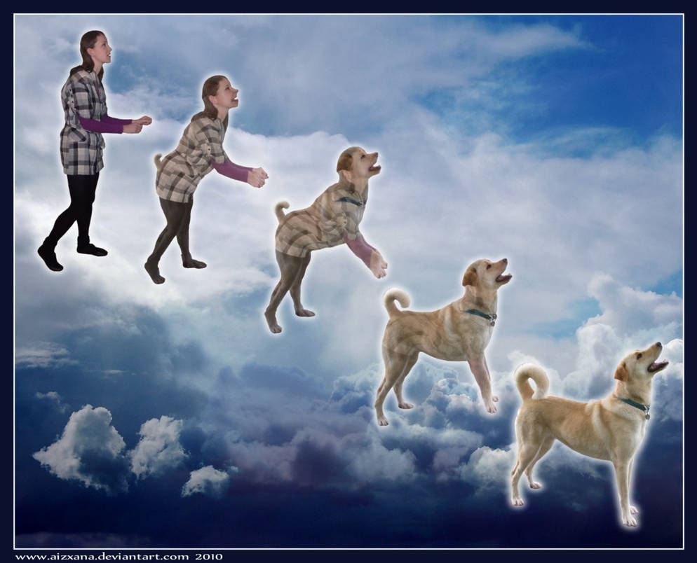 Dog Morph X by Aizxana on DeviantArt