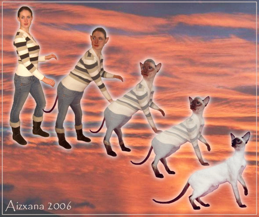 Siamese Cat Morph by Aizxana on DeviantArt