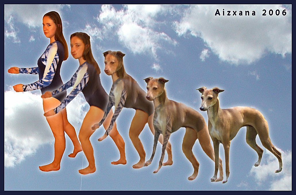 Character Greyhound Morph by Aizxana on DeviantArt