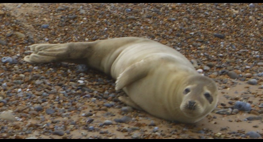 Seals at Blakely Point V