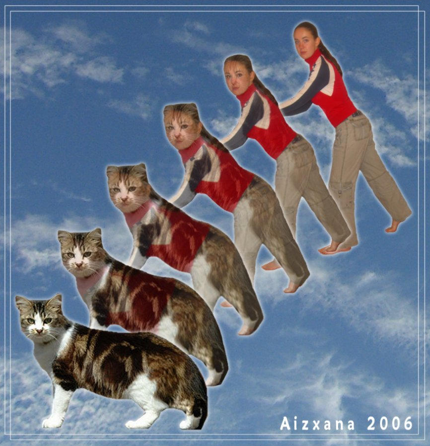 Cat Morph VI by Aizxana on DeviantArt