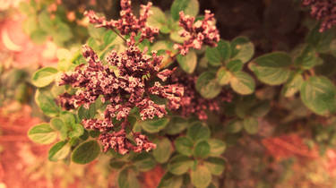 Origanum vulgare