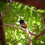 Paradise Flycatcher