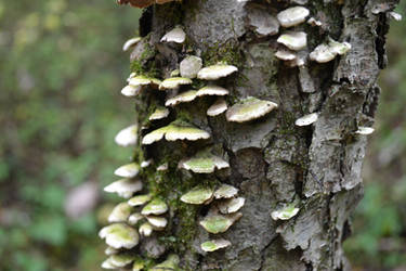 Fallish Fungus
