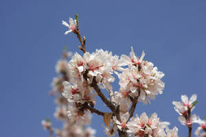 Spring flowers