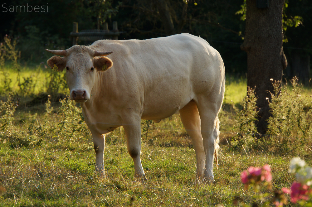 White Cow