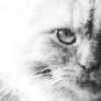 Cat BW