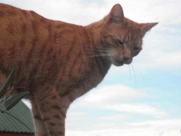 Untame by alleamaxy on DeviantArt