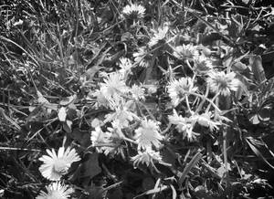 Daisy chain photograph