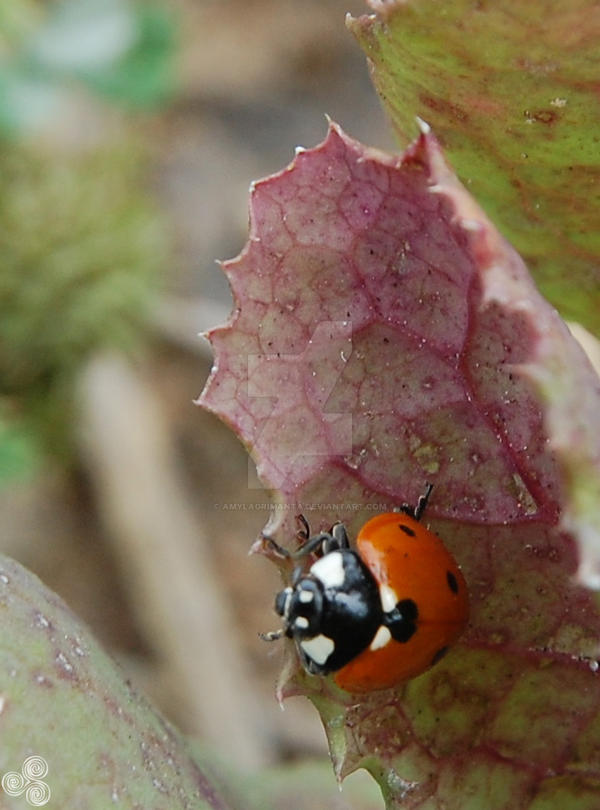 ladybug perspective by amylagrimanta on DeviantArt
