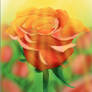 Open Rose (First ever post :)