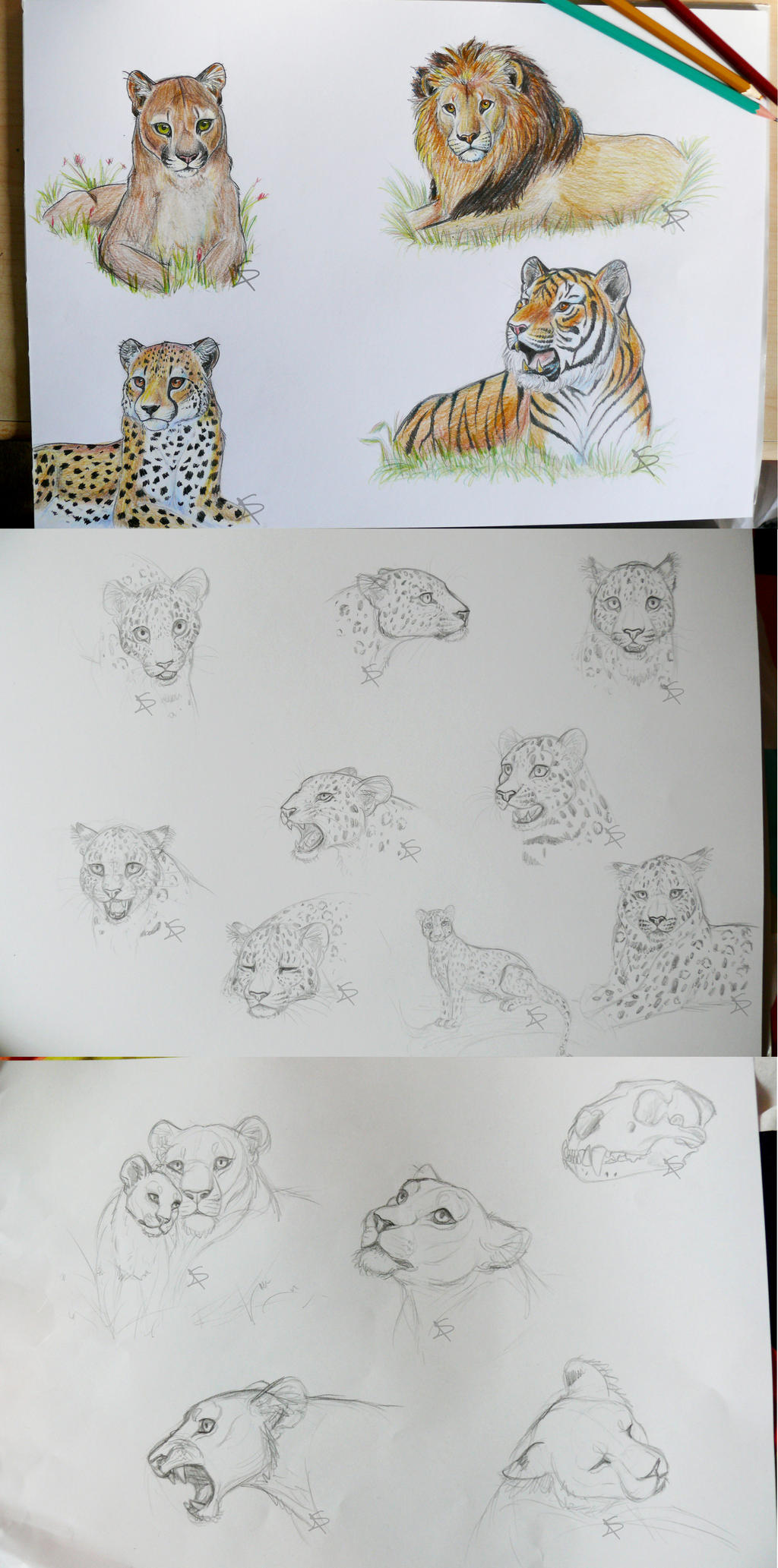 Big Cat Sketches by Miosita