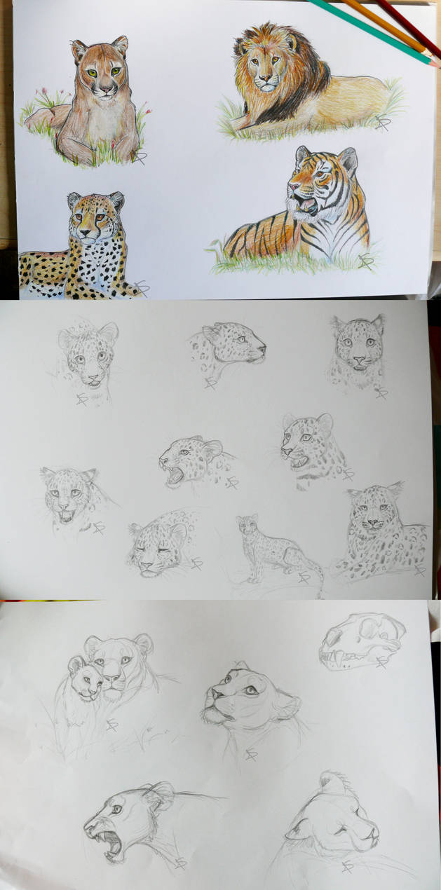 Big Cat Sketches by Miosita
