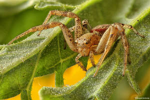 Spider II by SBartek Spider II by SBartek
