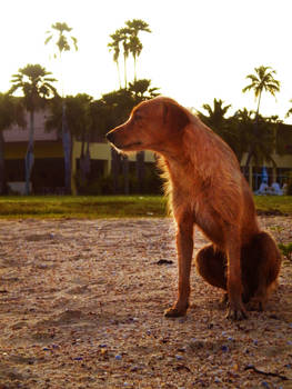 Friendly Little Perro