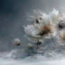 Winter's Kiss