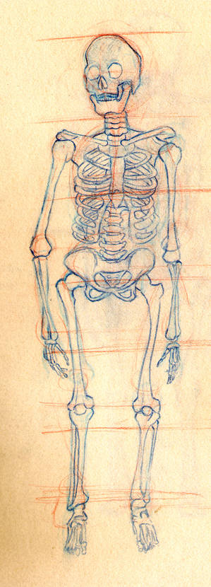 Skeleton Study - Front
